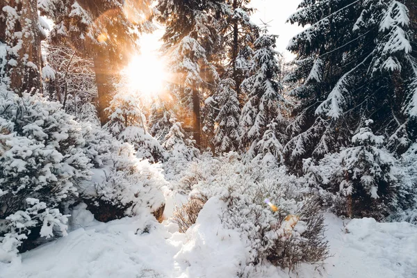 Vackert Vinterskogslandskap Med Snö Natur Bakgrund — Stockfoto
