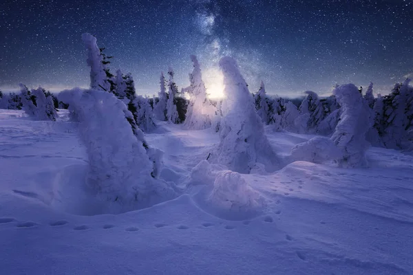 Snöig Skog Natten Vintern Vacker Natur Bakgrund — Stockfoto