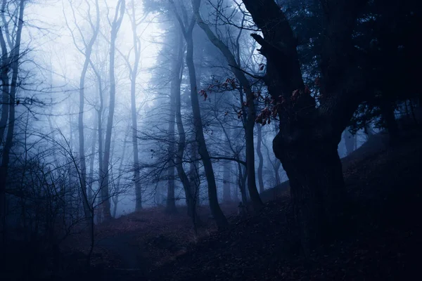 Vackert Landskap Med Dimmig Skog Naturbakgrund — Stockfoto