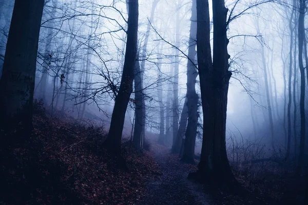 Beau Paysage Automne Avec Brouillard Arbres — Photo