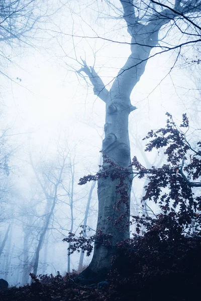 Hermoso Paisaje Con Bosque Niebla Fondo Naturaleza —  Fotos de Stock