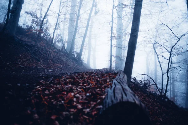 Μυστηριώδες Δάσος Στην Ομίχλη Φθινοπωρινό Τοπίο — Φωτογραφία Αρχείου