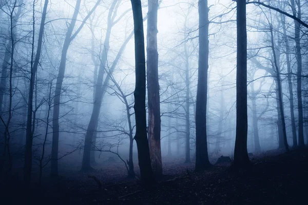 Mística Floresta Misteriosa Nevoeiro Escuro — Fotografia de Stock