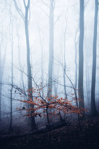 Matin Brumeux Dans Forêt Automne Fond Naturel — Photo