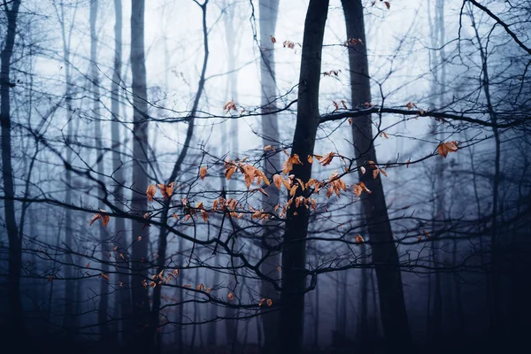 Bella Foresta Autunnale Con Nebbia Foglie — Foto Stock