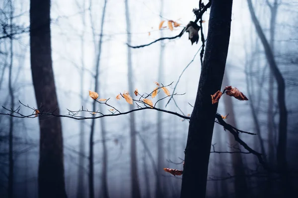Floresta Escura Outono Com Árvores Galhos — Fotografia de Stock