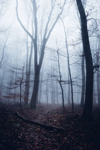 Dark Foggy Forest Mysterious Autumn Landscape Halloween Mystical Autumn Background — Stock Photo, Image