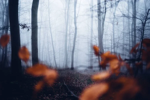 Ormandaki güzel sonbahar yaprakları. Doğa arkaplanı