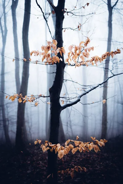 Όμορφο Φθινόπωρο Δάσος Πρωί Φόντο Φύσης — Φωτογραφία Αρχείου
