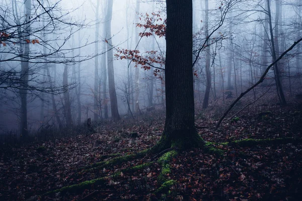 Mysterious Dark Forest Fog Dark Autumn Forest — Stock Photo, Image