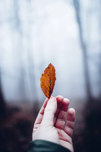 hand holding autumn leaves. fall season concept, fall season.