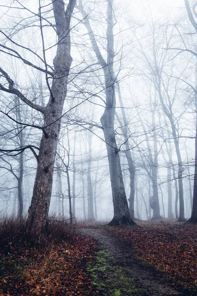 Matin Brumeux Avec Sentier Dans Forêt Contexte Naturel — Photo