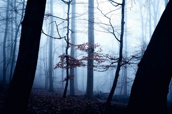 Туманный Осенний Пейзаж Деревьями Красивый Фон Природы — стоковое фото