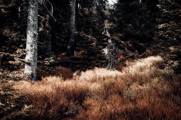森の中にある木々が並ぶ美しい風景 自然の背景 — ストック写真
