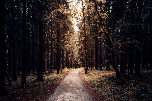 Camino Forestal Otoño Fondo Naturaleza — Foto de Stock