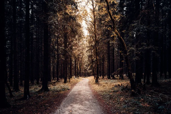 Route Forestière Automne Contexte Naturel — Photo