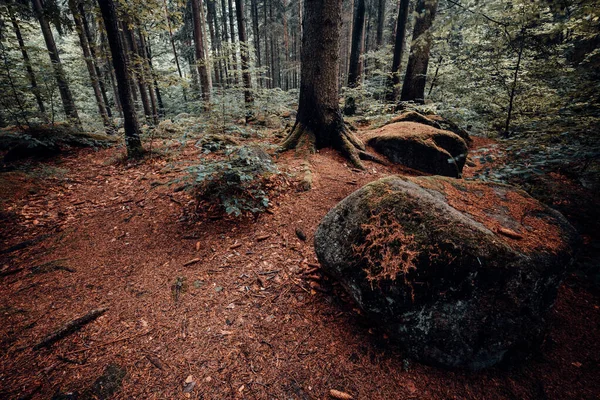 Prachtig Bos Met Bomen Bergen — Stockfoto