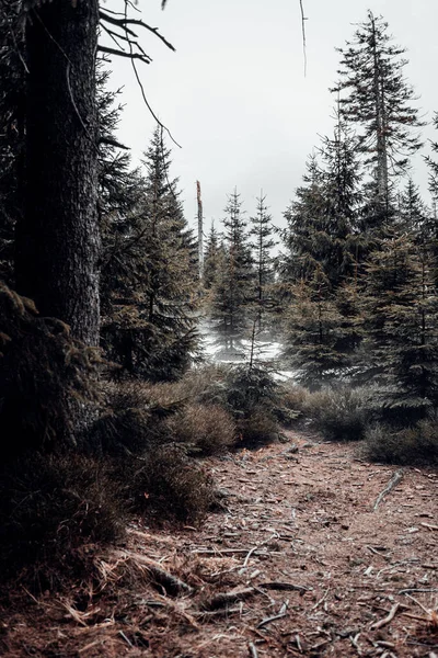 Prachtig Winterlandschap Met Besneeuwde Bomen — Stockfoto