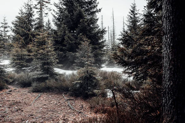 Winter Berglandschap Met Dennenbos — Stockfoto