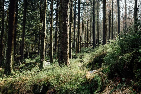Ağaçlar Bitkilerle Çevrili Yeşil Ormanın Güzel Manzarası — Stok fotoğraf