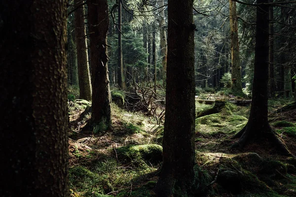 Prachtig Landschap Met Mistig Bos Natuur Achtergrond — Stockfoto
