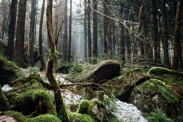 Hermoso Bosque Invierno Las Montañas Fondo Naturaleza — Foto de Stock