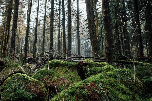 Ağaçları Yeşil Yosunları Olan Güzel Bir Orman Görüntüsü — Stok fotoğraf