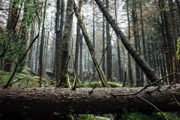 Sisli Ormanlı Güzel Bir Manzara Doğa Arkaplanı — Stok fotoğraf