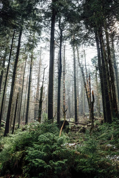 Dağ Ormanındaki Ağaçlar Doğa Arkaplanı — Stok fotoğraf