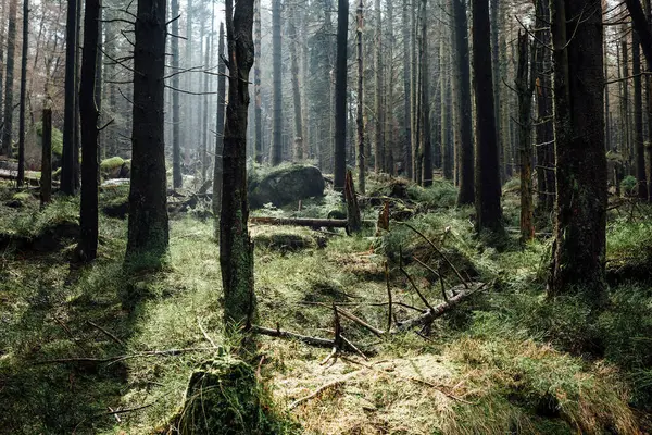 Yeşil Yosun Ağaç Gövdeleri Olan Koyu Çam Ormanı — Stok fotoğraf