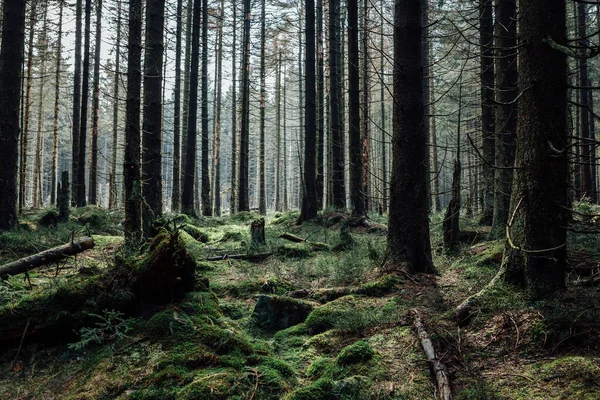 Yosun ve ağaçlarla kaplı bir ormanın güzel bir görüntüsü.