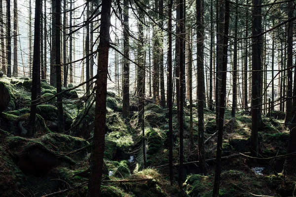 Prachtig Bos Bergen Natuur Achtergrond — Stockfoto
