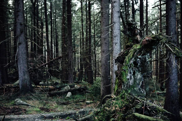 Старый Мшистый Лес Природа — стоковое фото