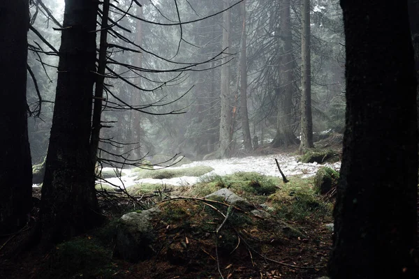 Mistig Berglandschap Met Dennenbos Mist Achtergrond — Stockfoto