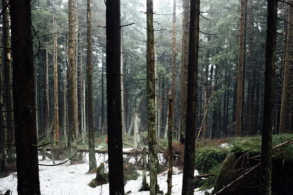 Een Winterdag Met Sneeuw Bomen Het Bos Natuur Achtergrond — Stockfoto