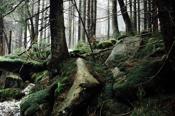 Donker Bos Bergen Prachtige Natuur Achtergrond — Stockfoto