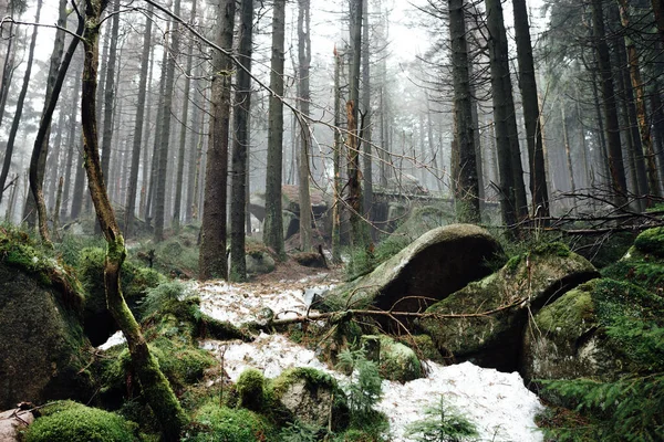 Foresta Invernale Natura Flora Bellissimo Sfondo Della Natura — Foto Stock