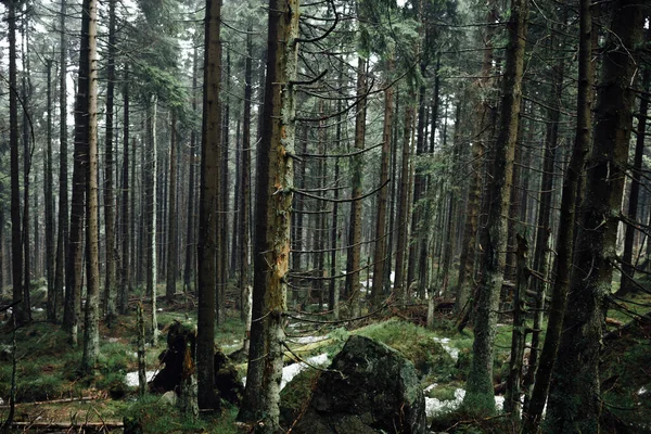 Mooie Bomen Het Bos Natuur Achtergrond — Stockfoto