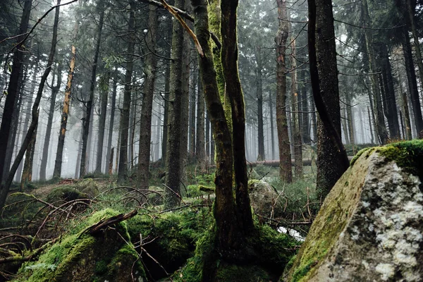 Ağaçlar Sisli Güzel Sonbahar Ormanı — Stok fotoğraf