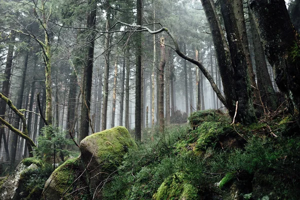Hermoso Paisaje Con Bosque Niebla Fondo Naturaleza — Foto de Stock