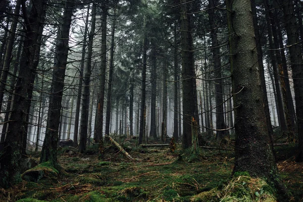 Prachtig Landschap Met Mistig Bos Natuur Achtergrond — Stockfoto