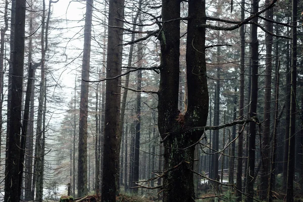 Kış Ormanı Sisli Çam Ağaçları — Stok fotoğraf