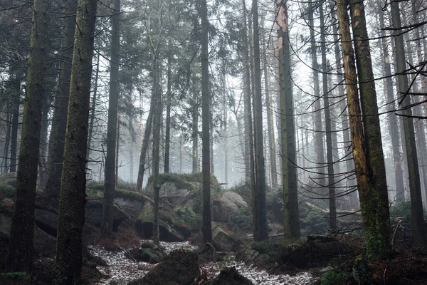 Foresta Nebbiosa Montagna Sfondo Della Natura — Foto Stock