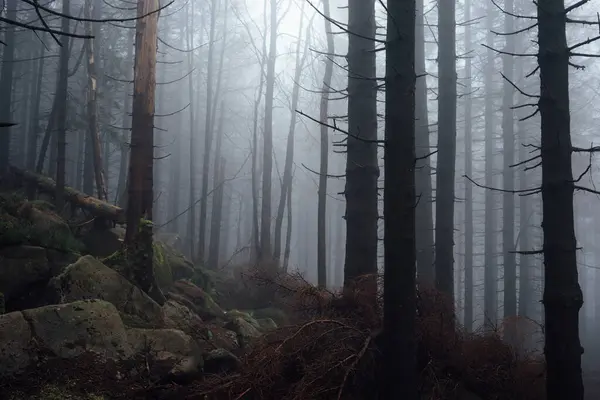 Mistig Bos Herfst Natuur Achtergrond — Stockfoto