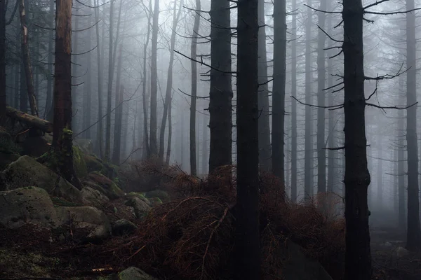 Tmavý Mlhavý Les Časném Ránu — Stock fotografie