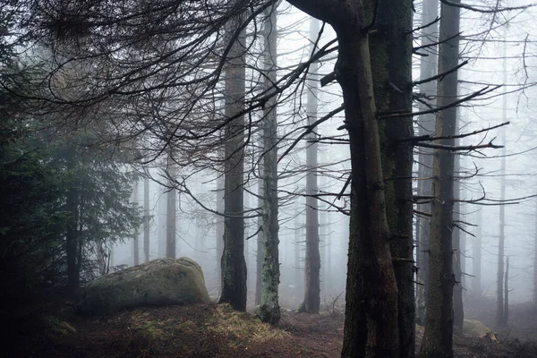 Vacker Skog Morgonen Naturbakgrund — Stockfoto