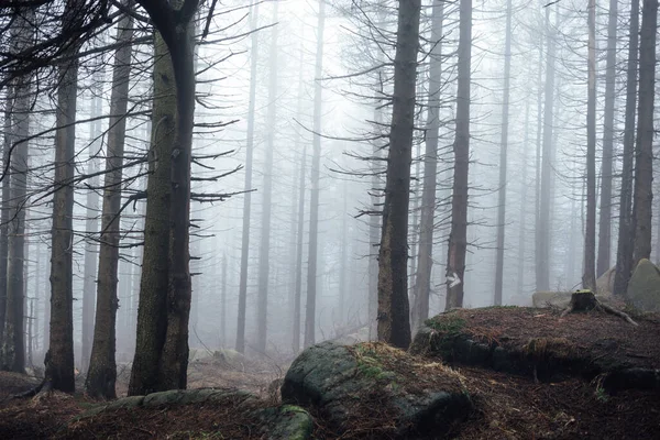 Sisli ormanlı güzel bir manzara. Doğa arkaplanı