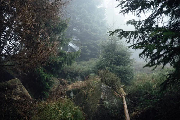 Piękne Ujęcie Lasu Otoczonego Drzewami — Zdjęcie stockowe