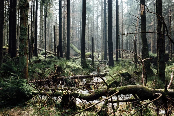 Ağaçlarla çevrili güzel bir orman görüntüsü. 