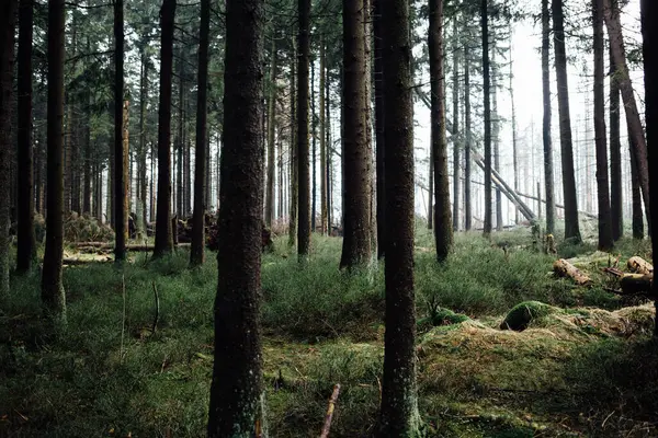 Een Prachtige Opname Van Een Bos Omringd Door Bomen — Stockfoto